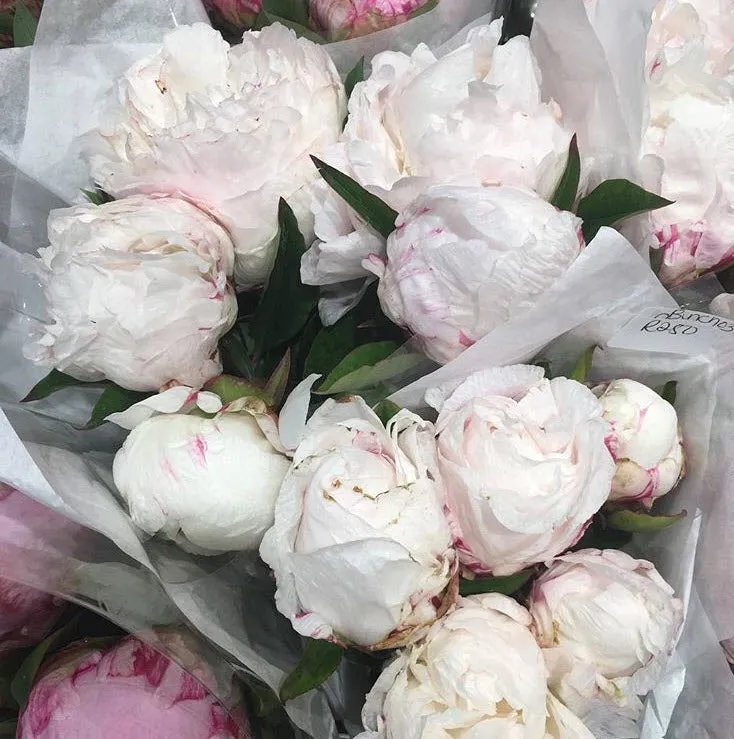 MAY-JUNE ONLY Creamy White Peony Flower