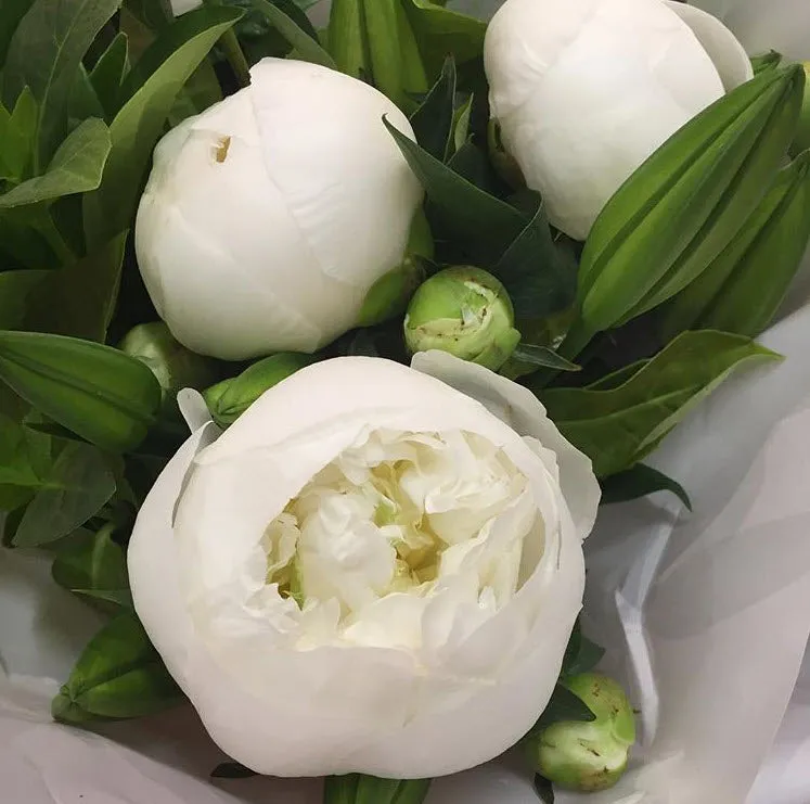 MAY-JUNE ONLY Creamy White Peony Flower