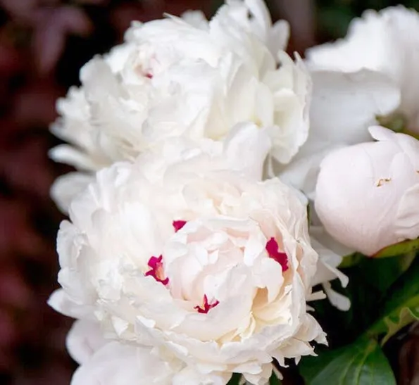 MAY-JUNE ONLY Creamy White Peony Flower